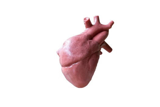 Anatomical model of human heart photo