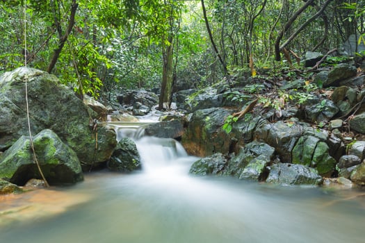 Stream in the forest photo