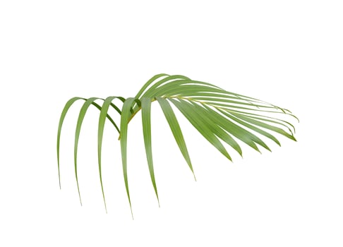Side view of a palm leaf branch photo
