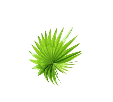 Green tropical fan leaf photo