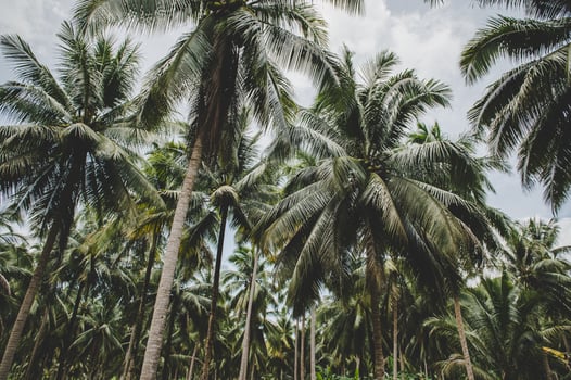 Coconut tree gardens in Thailand photo