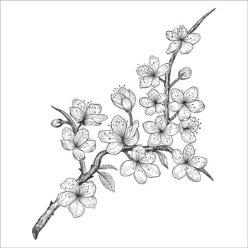 Hand drawn cherry blossom flowers and leaves drawing isolated on white background. vector