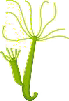 Freshwater hydra isolated white background vector