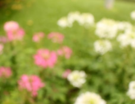 Green and flowers blurred background sunlight photo