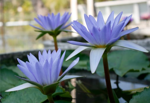 Three blue lotus flowers photo