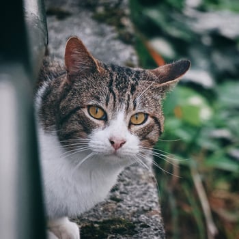 Grey stray cat portrait photo