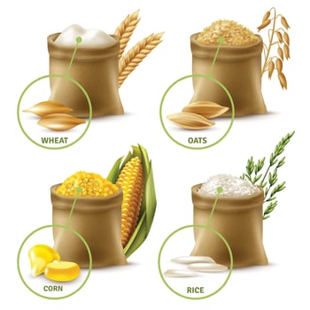 agricultural cereals set vector