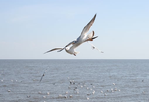 Seagulls flying over the ocean photo