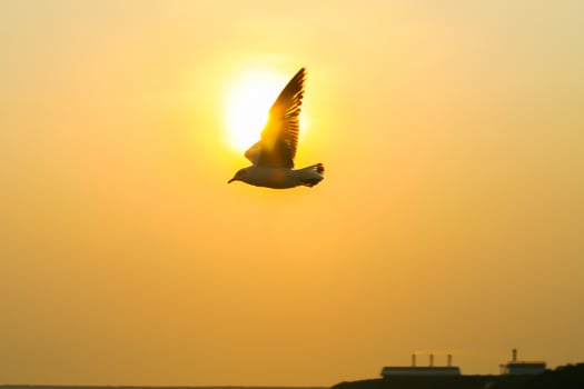 Silhouette of a bird at sunset photo