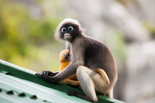 Mother and baby monkeys photo
