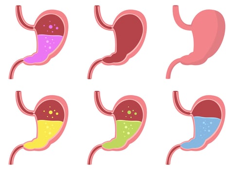 Stomach vector design illustration isolated on white background