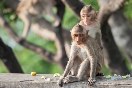 Two monkeys on a fence photo