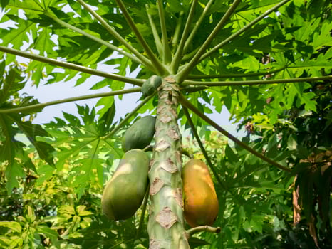Papaya fruit tree photo