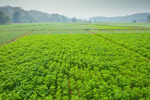 Choy sum field photo