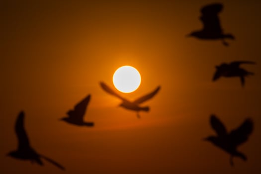 Silhouette of seagulls at sunset photo