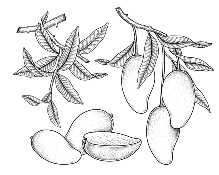 Set of mango fruit hand drawn elements botanical illustration vector
