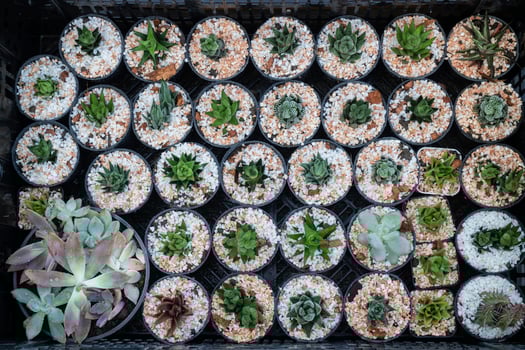 Cactus succulent in gravel photo