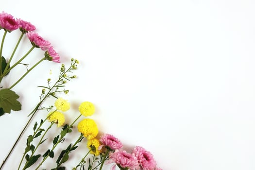 Chrysanthemums on white background photo