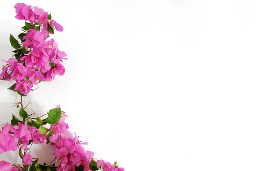 Magenta flower on white background with copy space photo