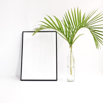 Blank frame with plant on white background photo