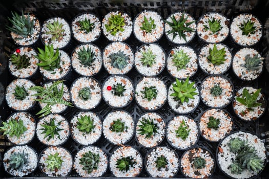 Cactus plant pots photo
