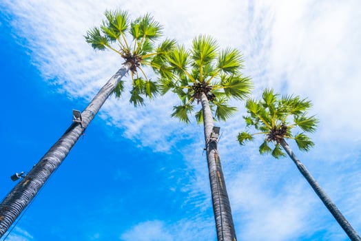 Coconut palm trees photo
