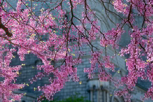 Spring in Saint Louis photo