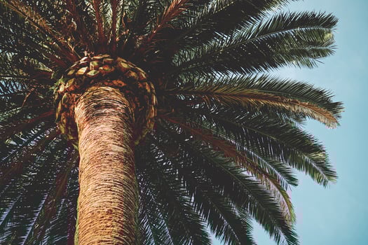 A palm tree in and blue sky in springtime photo