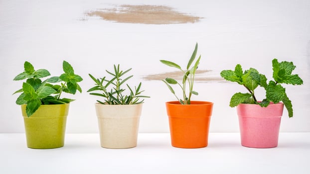 Potted herb plants photo