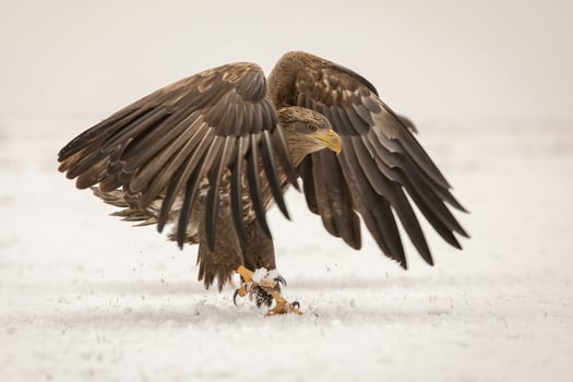 White-tailed eagle landing in the snow photo