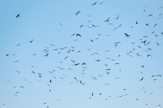 Silhouettes of gulls flying in a blue sky photo