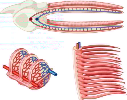 Diagram showing the grills of a fish vector
