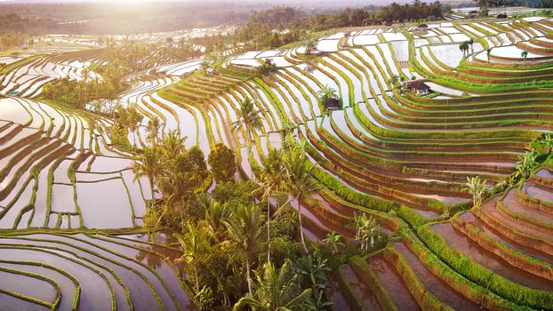 Aerial view of rice terraces in Bali photo
