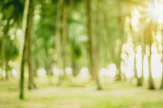 Blurred nature bokeh of a green park photo