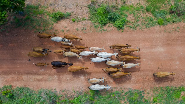 Aerial top view of the masses of many cows walking in the countryside, Thailand photo