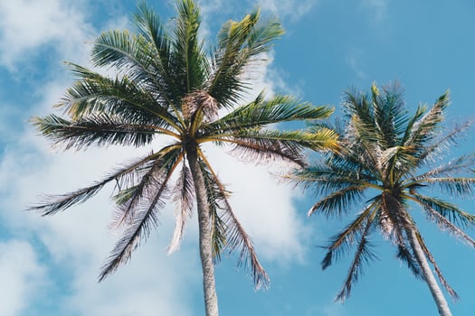 Minimal tropical coconut palm trees in summer with sky background photo