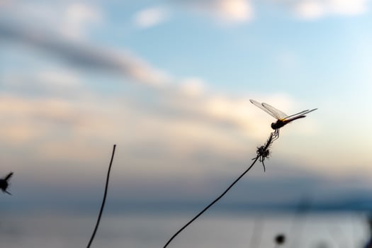 Dragonfly on a twig photo