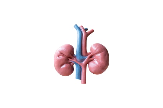 Anatomical model of human kidneys isolated on a white background photo