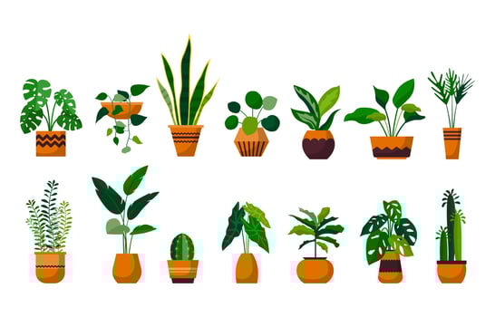 Houseplant Green Decorative Plant Garden Botanical Vector Set