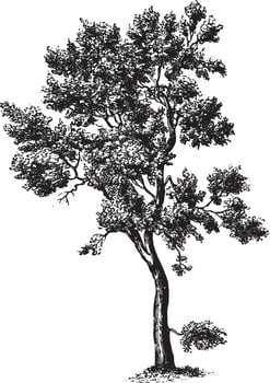 Cork Oak Tree Vintage Illustrations vector