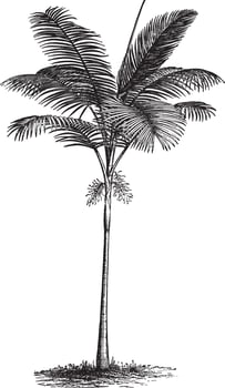 Feather Palm Tree Vintage Illustrations vector