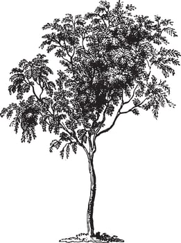 Mountain Ash Tree Vintage Illustrations vector