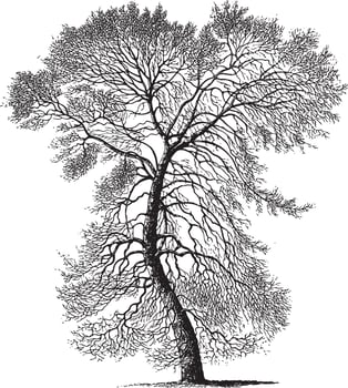 Black Poplar Tree Vintage Illustrations vector
