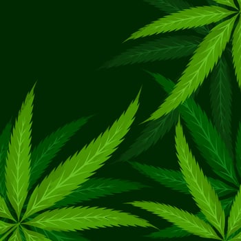 cannabis leaves background vector