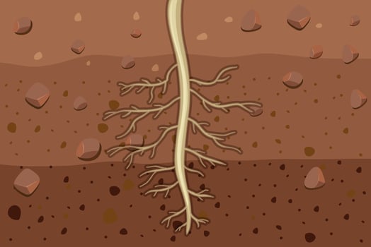 Close up of plant roots in soil vector