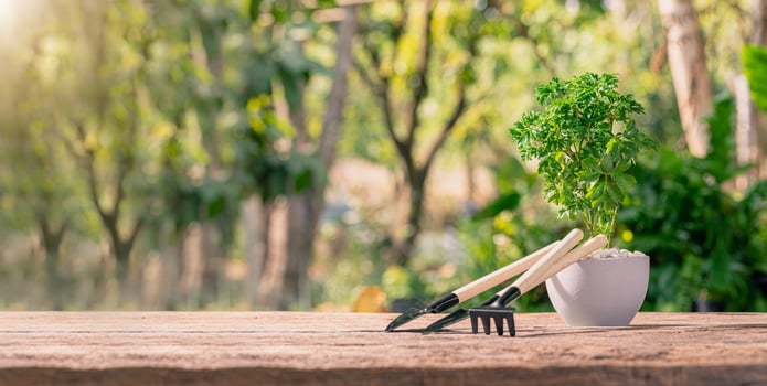 Planting trees in pots, concept of love plants, love the environment photo