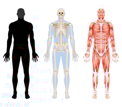 Human body skeleton and muscular system vector illustrations.