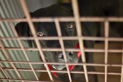 Large black dog with red bow tie in a kennel photo