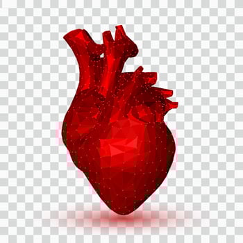 Heart. 3D Low polygonal human heart. Abstract anatomy organ. Medicine concept. vector