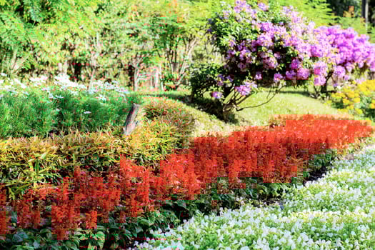 Flowers on a plantation. photo